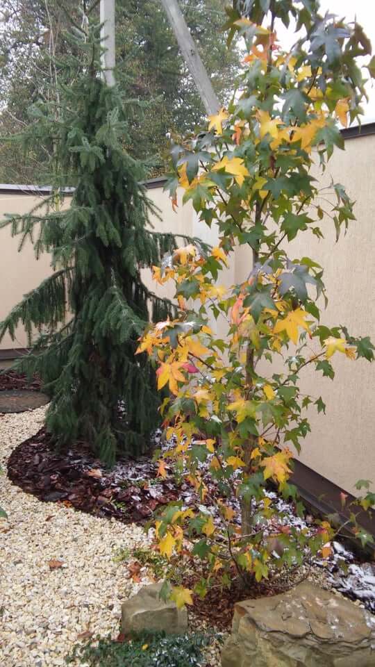 56592023_279070649662396_7316797532598697984_n