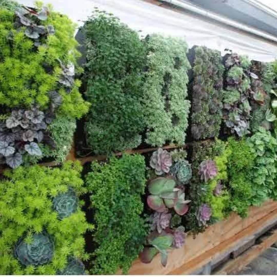 вертикальне озеленення