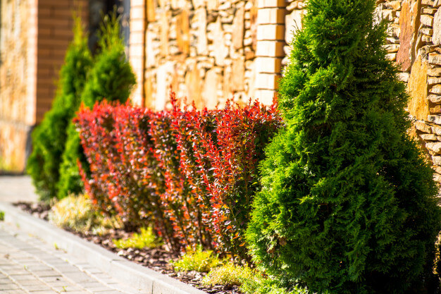 Про благоустрій та озеленення територій від компанії «ТехБудДизайн»