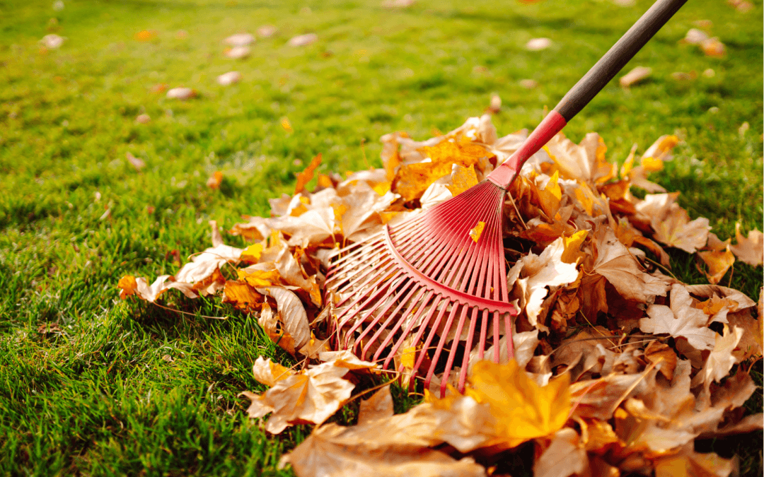 Підготовка присадибної ділянки до зими: корисні поради та послуги від Техбуддизайн